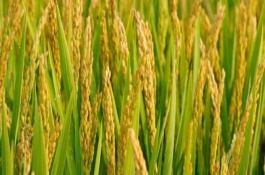 新稻27號水稻栽培技術(shù)要點，新稻27號水稻品種的特性