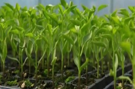 秋延后蔬菜育苗的注意事項(xiàng)，及時(shí)分苗間苗可讓秧苗更粗壯