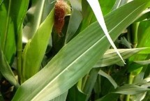 大唐121玉米栽培技術(shù)要點(diǎn)，適宜播種期6月上旬-6月中旬