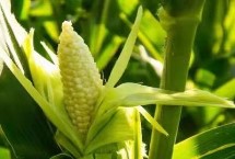 先玉1811玉米栽培技術要點，種植密度5000株/畝