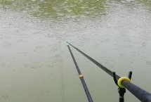 下雨天是否容易垂釣黃尾魚，蒙蒙細雨天更容易釣獲