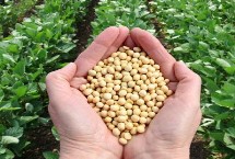 嘉黃31大豆栽培技術(shù)要點(diǎn)，密度1.7-2.5萬株/畝