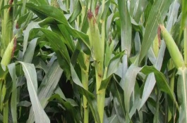 三北21玉米栽培技術(shù)要點(diǎn)，種植密度3500株/畝左右