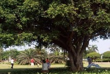 榕樹盆景怎么過冬，找準原因是關(guān)鍵