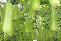 瓠瓜的種類，主蔓長至5個(gè)新節(jié)時(shí)整枝打叉