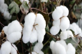 邯6305棉花栽培技術(shù)要點(diǎn)，每畝種植密度