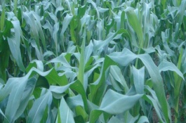 新科68(XK68)玉米栽培技術(shù)要點(diǎn)，中抗大斑病