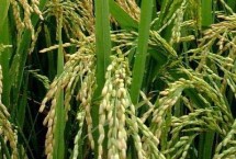 遼粳香2號(hào)水稻栽培技術(shù)要點(diǎn)，粳型常規(guī)水稻品種