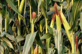 鐵南17號玉米栽培技術要點，注意防治彎孢菌葉斑病