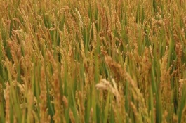 桂育11號(hào)水稻栽培技術(shù)要點(diǎn)，適時(shí)播種