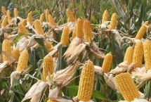 皇金翠7號玉米栽培技術(shù)要點，適宜播種期4月中旬至6月上旬