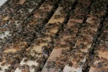 分蜂征兆，蜂群中出現(xiàn)大量雄蜂房是早期預(yù)兆