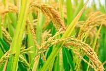 通系966水稻栽培技術要點，7月上中旬注意防治二化螟