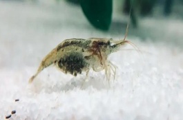 黑殼蝦抱卵多久生小蝦，出生2-3個月就可以發(fā)育成熟
