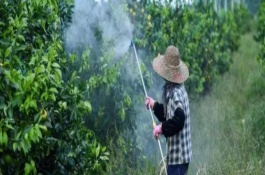 雨后幾個小時可以打農(nóng)藥，農(nóng)藥的種類不同適合的溫度不同