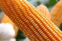 優(yōu)迪769玉米栽培技術(shù)要點，注意防治灰斑病