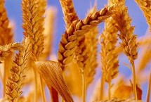 中麥30小麥栽培技術(shù)要點(diǎn)，適宜播期10月5－15日