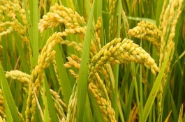 粵農(nóng)絲苗水稻栽培技術(shù)要點(diǎn)，全生育期127.9天