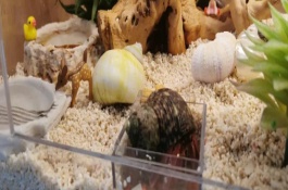 養(yǎng)殖寄居蟹需要注意什么，強(qiáng)行拉出會(huì)致死