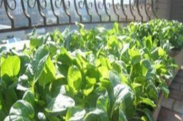 菠菜控制旺長打什么藥，日常要保持土壤微微濕潤