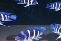 三湖慈鯛能與什么魚混養(yǎng)，可與三湖的雜鯛混養(yǎng)