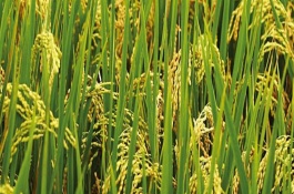 通科39水稻栽培技術(shù)要點(diǎn)，晚熟品種