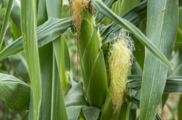 Z716玉米栽培技術(shù)要點(diǎn)，注意及時(shí)防治粘蟲和玉米螟