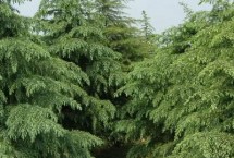 雪松除草方法，噴藥時要避開樹枝