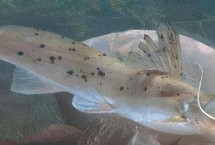 鯰魚分布在什么地方，可能是土鯰、斑鳠或者沙塘鱧