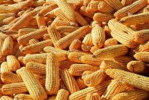安育607玉米栽培技術(shù)要點(diǎn)，在適應(yīng)區(qū)5月5日左右播種