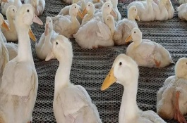 養(yǎng)殖旱鴨的要點，鴨苗和鴨料成本總共需要2.3萬元左右