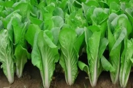 小白菜出苗時(shí)怎么治蟲，可用直播栽培和育苗移植兩種方法