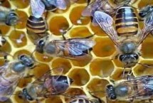 中蜂春繁技術要點，理論上可行但操作性不高