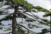 有哪些常見的裸子植物，包括松樹、柏樹、銀杏樹等品種