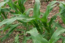 龍單81玉米栽培技術(shù)要點，普通玉米品種