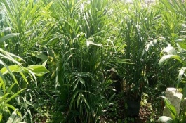 夏威夷竹葉子干枯發(fā)黃怎么辦，生長季節(jié)每個月追施1-2次氮肥