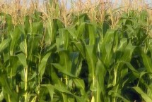 利合869玉米栽培技術要點，播種時施足底肥