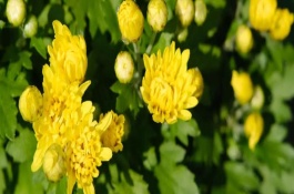 盆栽菊花怎么過冬，夏季每天都澆一次水