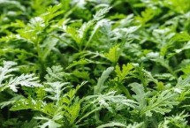 茼蒿種植多久能收獲，割了一茬后一個月后可再次采割