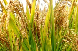 吉粳805水稻栽培技術(shù)要點(diǎn)，4月上旬播種