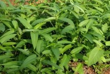 哪些蔬菜適合在6月份種植，空心菜、黃瓜、西葫蘆等品種比較耐高溫