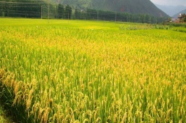 川農(nóng)優(yōu)527水稻品種基本信息，綜合防治病蟲害