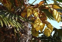棕樹花可以吃嗎，可以吃但是部分人對(duì)其過敏