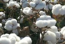 中棉所9712棉花栽培技術(shù)要點，露地直播4月下旬播種