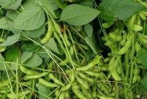 中龍豆105大豆栽培技術(shù)要點(diǎn)，種植密度