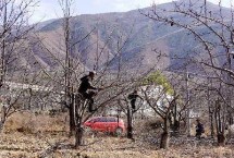 梨樹什么時(shí)候結(jié)果，采摘后首先要清理殘枝敗葉