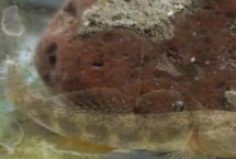 蝦虎魚(yú)的飼養(yǎng)方法，不同地區(qū)的售價(jià)有較大差異