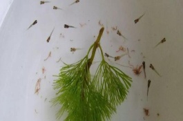 小魚苗什么時(shí)候喂食，出生第二天就可以喂食了