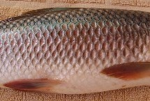 代表品種，是常見的淡水魚類