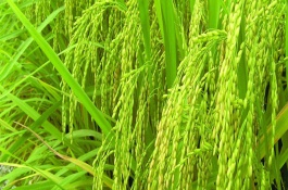 博優(yōu)5058水稻栽培技術(shù)要點(diǎn)，桂南7月上旬播種